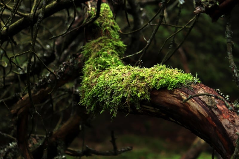 Forest Scavenger Hunt