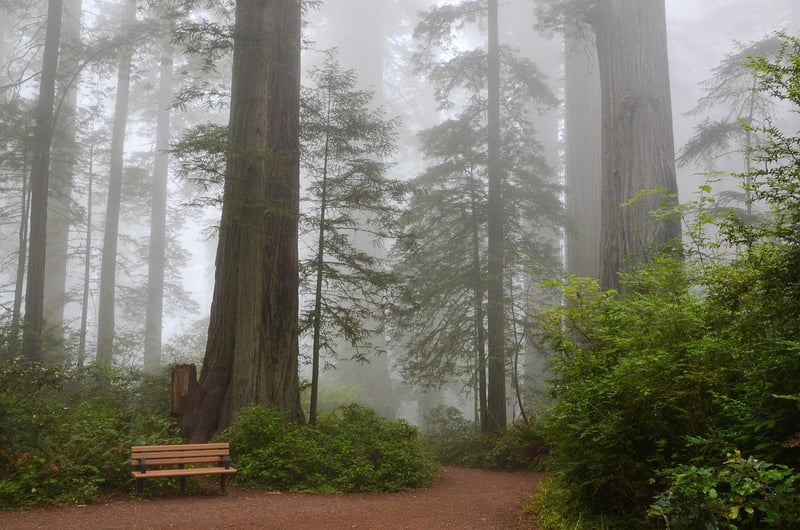 Redwood National Park